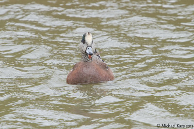 American Wigeon - Amerikaanse Smient