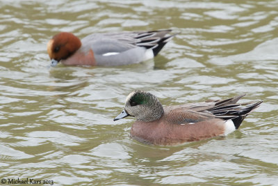 American Wigeon - Amerikaanse Smient