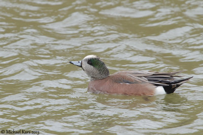 American Wigeon - Amerikaanse Smient