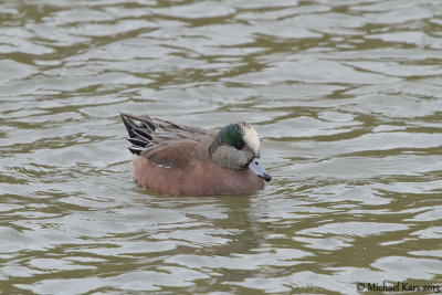 amerikaanse smient - american wigeon
