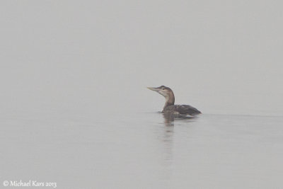 Yellow-Billed Loon - Geelsnavelduiker