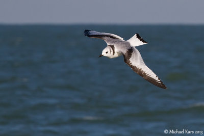 Kittiwake - Drieteenmeeuw 