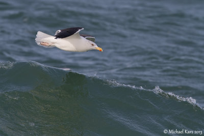 Great Black-backed Gull - Grote Mantelmeeuw 