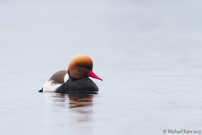 Red-crested Pochard - Krooneend