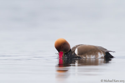 Red-crested Pochard - Krooneend