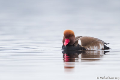 Red-crested Pochard - Krooneend