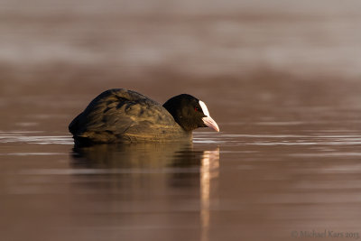 Eurasian Coot - Meerkoet 