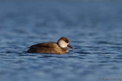 Red-crested Pochard - Krooneend