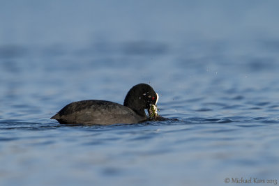 Eurasian Coot - Meerkoet 