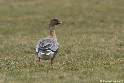 Kleine Rietgans - Pink-footed Goose - Anser brachyrhynchus