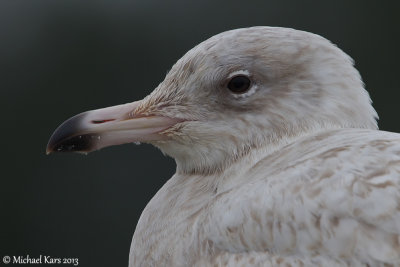 Glaucous Gull - Grote Burgemeester