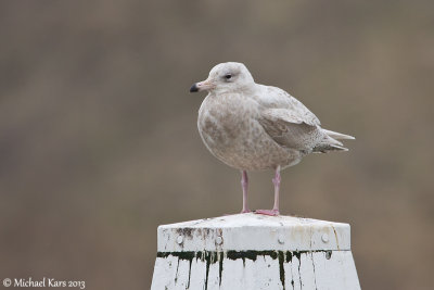Glaucous Gull - Grote Burgemeester