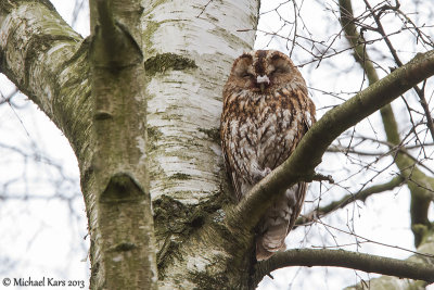 Tawny Owl - Bosuil
