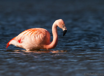 Chilean Flamingo - Chileense Flamingo - Phoenicopterus chilensis
