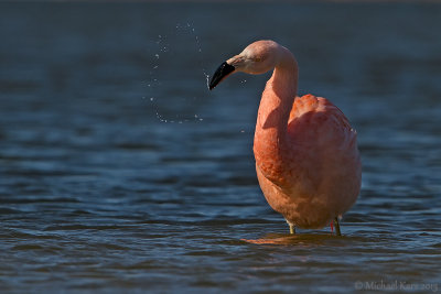 Chilean Flamingo - Chileense Flamingo - Phoenicopterus chilensis