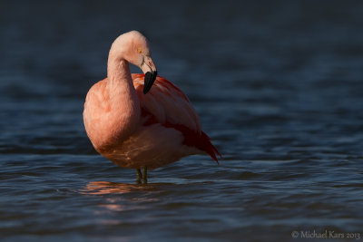 Chilean Flamingo - Chileense Flamingo - Phoenicopterus chilensis