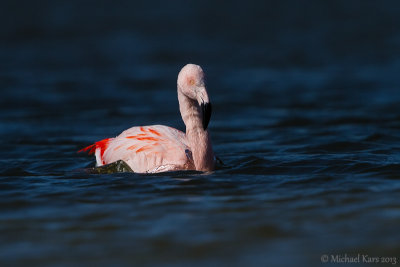 Chilean Flamingo - Chileense Flamingo - Phoenicopterus chilensis