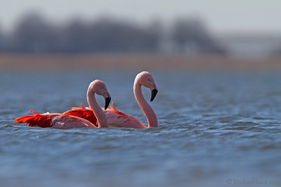 Chilean Flamingo - Chileense Flamingo - Phoenicopterus chilensis