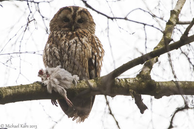 Tawny Owl - Bosuil