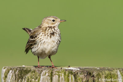 graspieper - meadow pipit