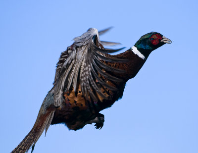 Ringneck Pheasants