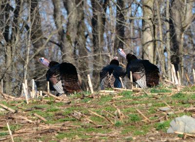 Wild Turkeys