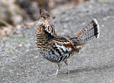 Ruffed Grouse