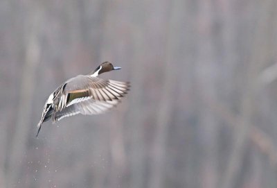 Ducks and Geese