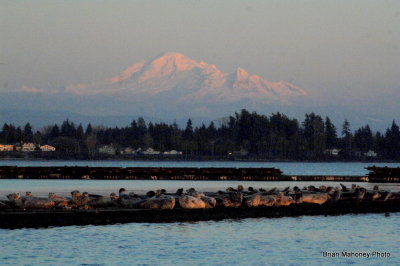 harbor_seals_sehmiahmoo