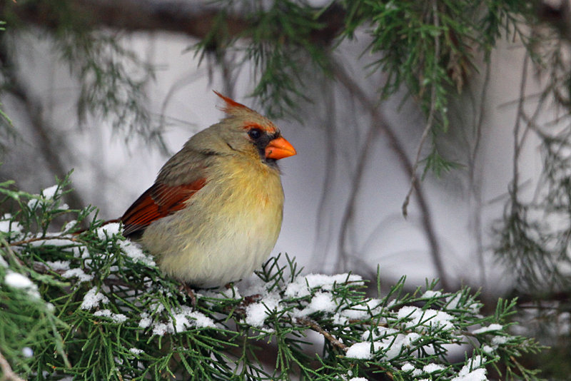 Northern Cardinal