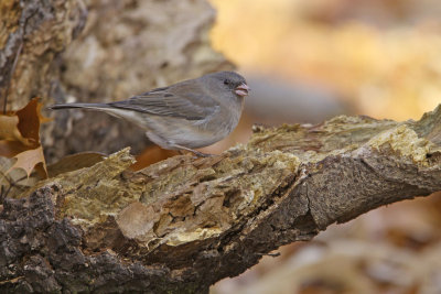 Dark-eyed Junco