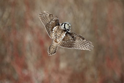 Chouette eperviere / Northern Hawk Owl
