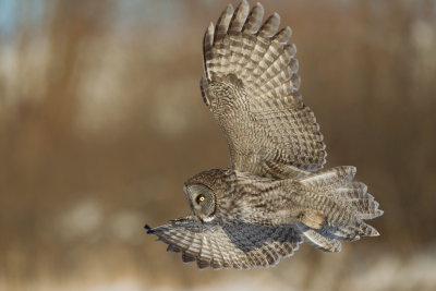 Chouette Lapone / Great Grey Owl