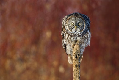 Chouette Lapone / Great Grey Owl