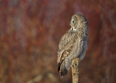 Chouette Lapone / Great Grey Owl