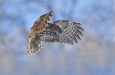Chouette Lapone / Great Grey Owl