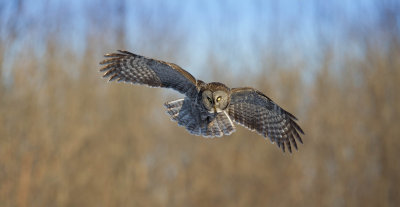 Chouette Lapone / Great Grey Owl