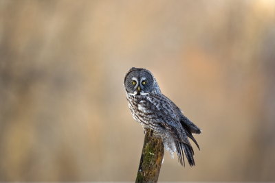 Chouette Lapone / Great Grey Owl