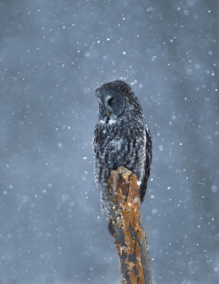 Chouette Lapone / Great Grey Owl