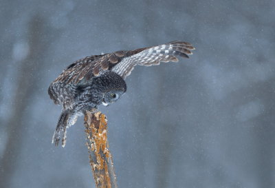 Chouette Lapone / Great Grey Owl