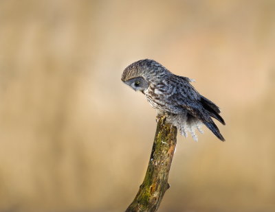Chouette Lapone / Great Grey Owl