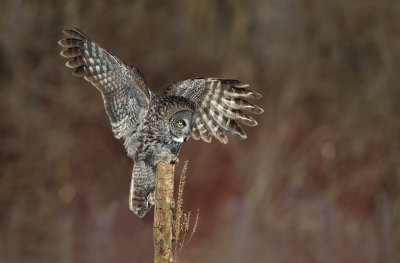 Chouette Lapone / Great Grey Owl
