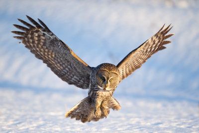 Chouette Lapone / Great Grey Owl