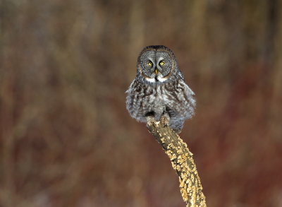 Chouette Lapone / Great Grey Owl