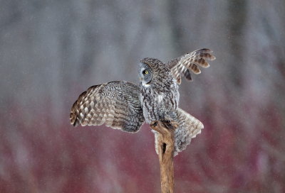 Chouette Lapone / Great Grey Owl