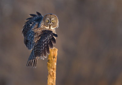 Chouette Lapone / Great Grey Owl