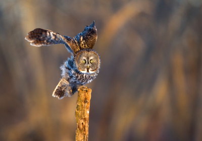Chouette Lapone / Great Grey Owl