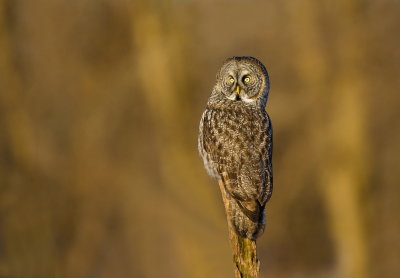 Chouette Lapone / Great Grey Owl