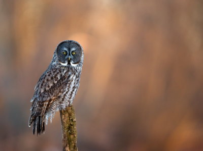 Chouette Lapone / Great Grey Owl