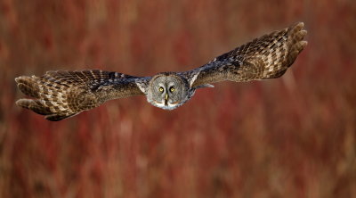 Chouette Lapone / Great Grey Owl